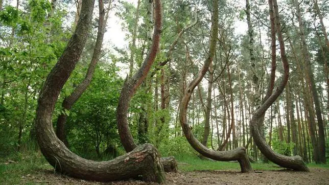 Los misteriosos pinos torcidos de Gryfino Pinos-misteriosos--644x362