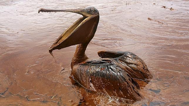 Golfo de México. "Zona muerta". Halliburton reconoce haber destruido pruebas sobre el vertido.  Pelicano-golfo-mexico--644x362