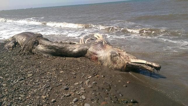 Hallan muerta a una misteriosa criatura marina en la isla de Sajalín Criatura-sajalin--644x362