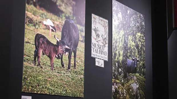 Seis razones por las que la Tauromaquia es cien por cien ecología Ecologia--620x349