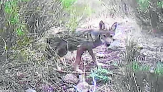 El lobo ya cría en Madrid. LOBO-MADRID--620x349