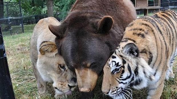 Un oso, un tigre y un león criados juntos durante 15 años se niegan a separarse Blt--620x349