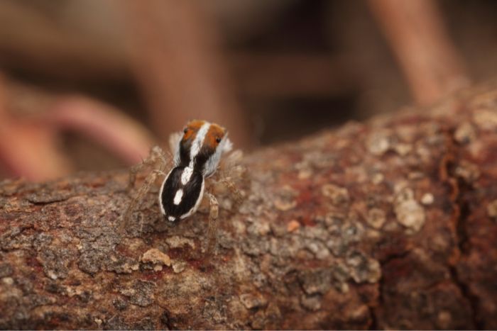 Close up of a brown and orange spider with a white marking on its back resembling an exclamation point.