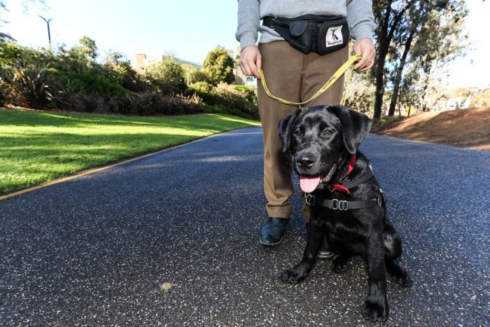 Dogs to be trained to support war veterans with post-traumatic stress disorder 9823646-3x2-700x467