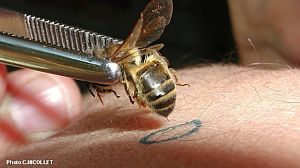 Le miel cicatrisant Apipuncture