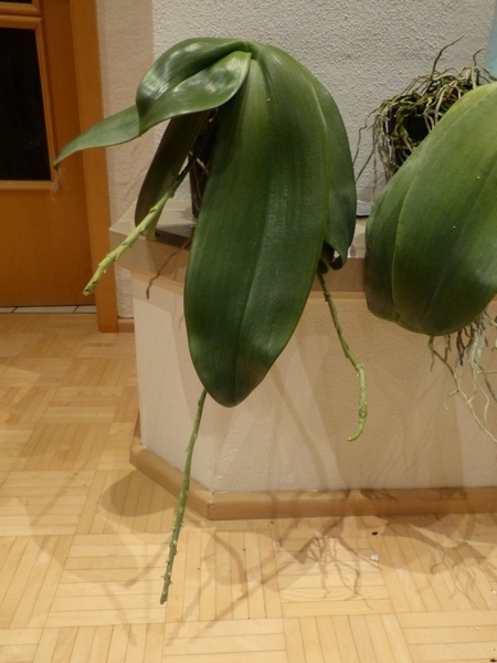 Phalaenopsis gigantea - Seite 2 005sjqro