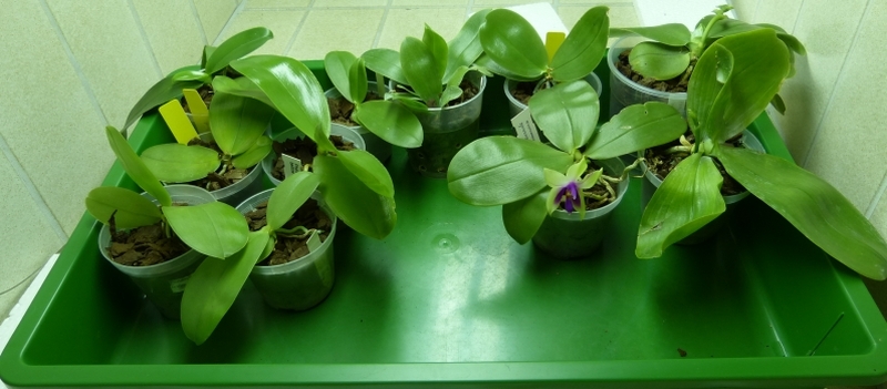 Phalaenopsis bellina 0155ysxx