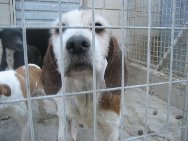 Roma, 4-5 Jahre, Griffon Mix 016lo89