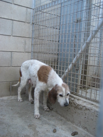 Roma, 4-5 Jahre, Griffon Mix 0193t3e