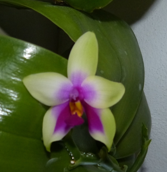 Phalaenopsis bellina 034x2sv7