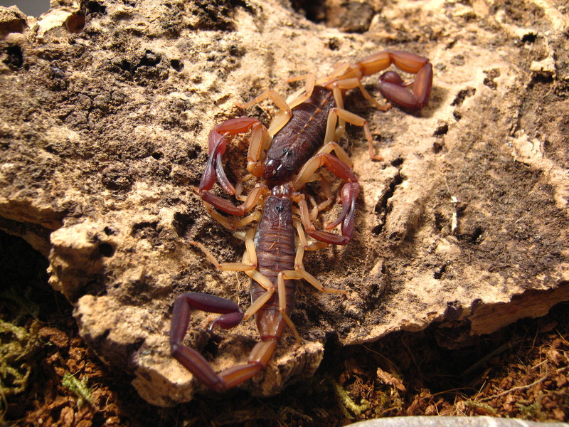 Johnny's scorpion breeding 1.verpaarungmitgary12ndz5