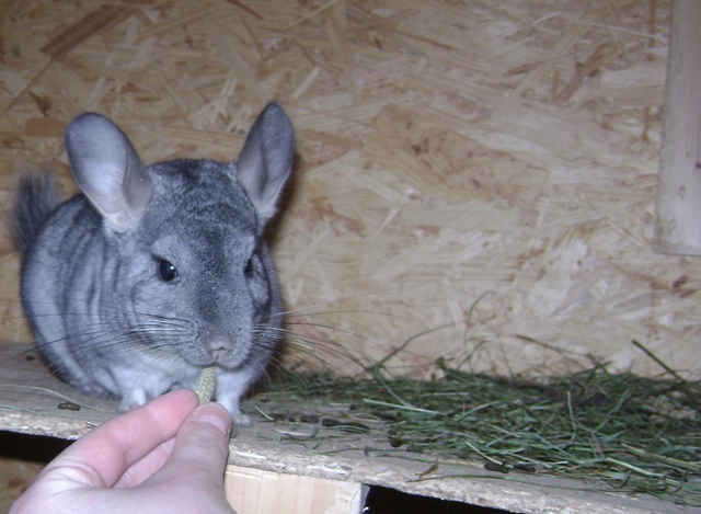 Was gibt es heute bei euren Chinchillas zu futtern - Seite 5 1np5z9