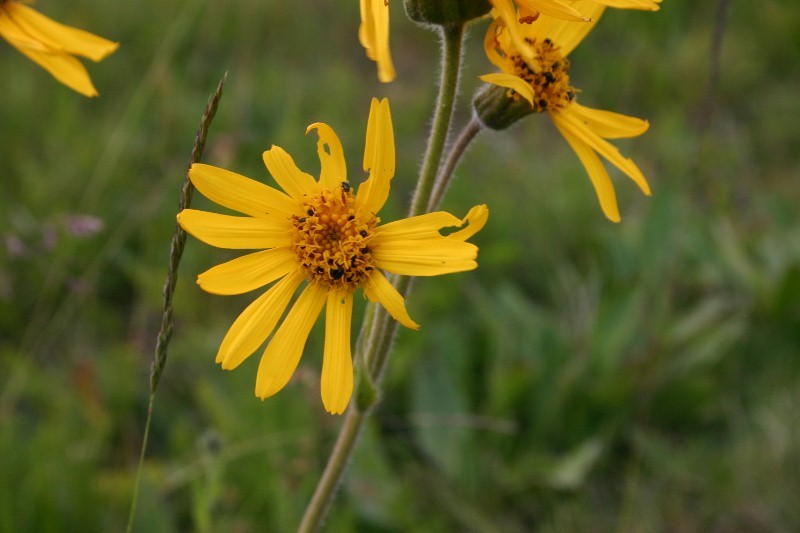 Guten Morgen aus dem Sankt 2011-06-14026800x533dklh