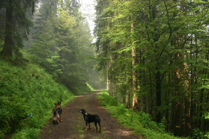 Zu_Wandern im "Echten Oberharz" (Sankt Andreasberg) 2011-06-26015800x533a8nw