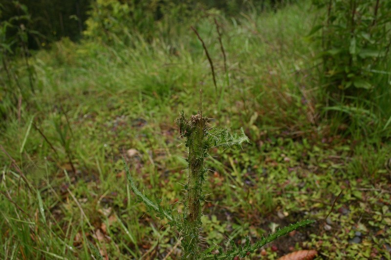 Zu_Wandern im "Echten Oberharz" (Sankt Andreasberg) 2011-06-26080800x533mfoi