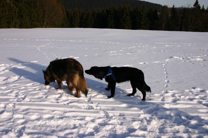 Ein Wintertag - herrlich auch fr Hunde 2012-01-18039800x533n4b0e