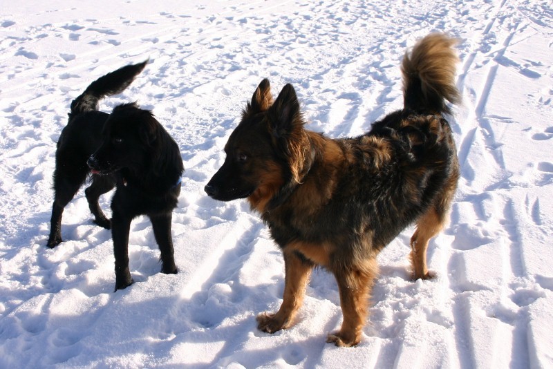 Ein Wintertag - herrlich auch fr Hunde 2012-01-18044800x534x2xq6