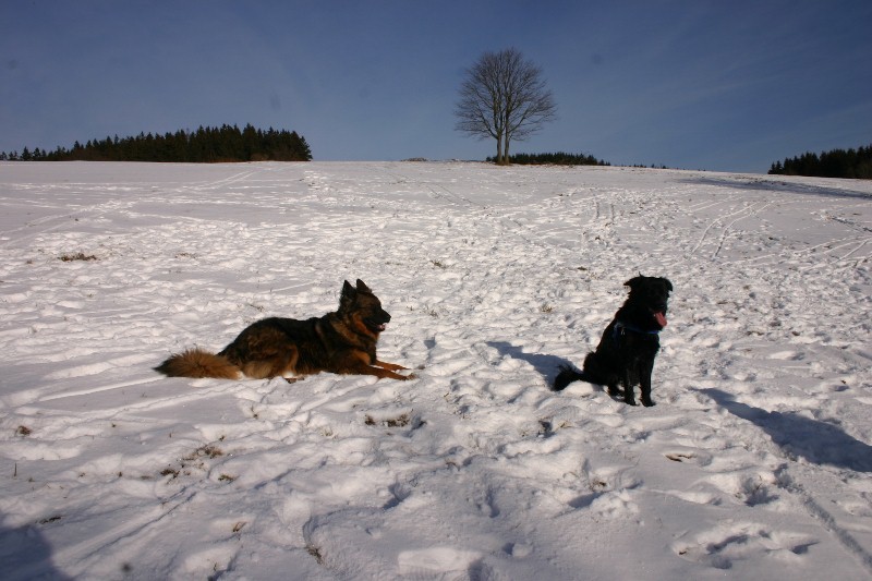 Ein Wintertag - herrlich auch fr Hunde 2012-01-18079800x5334wlxr