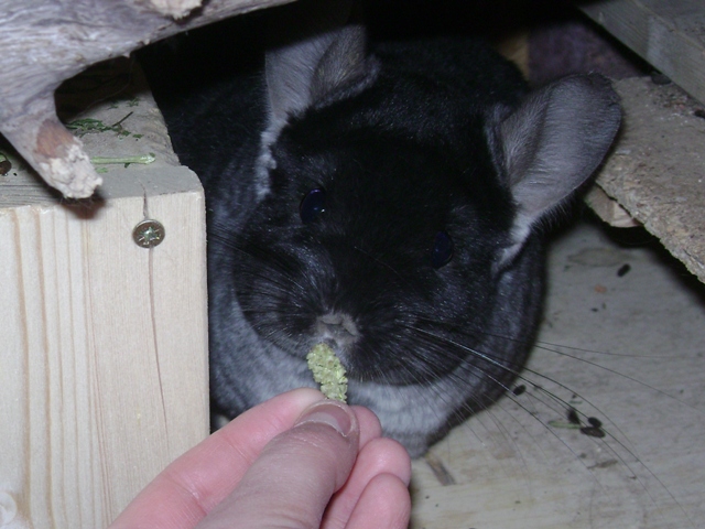 Was gibt es heute bei euren Chinchillas zu futtern - Seite 5 3yvw1p