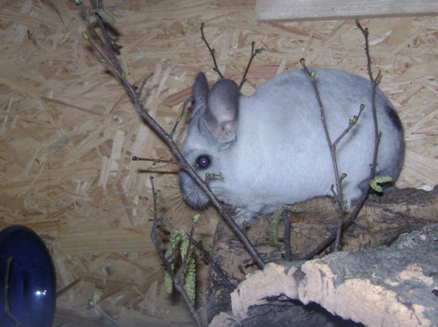 Was gibt es heute bei euren Chinchillas zu futtern - Seite 5 4zwvlv