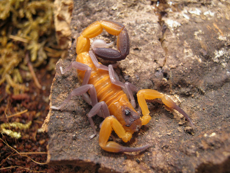 Johnny's scorpion breeding 5.instar3bficx