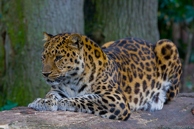 Morgenfeuer |~| Zweiter Anführer des Leopardenclans Amur_leopard_p.p._amu4qixy