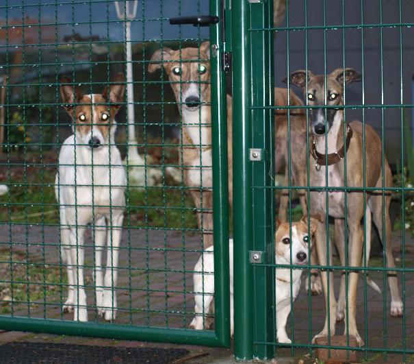 Galga Kali Ist jetzt bei Svenja Zuhause - Seite 5 Besuch3ra3