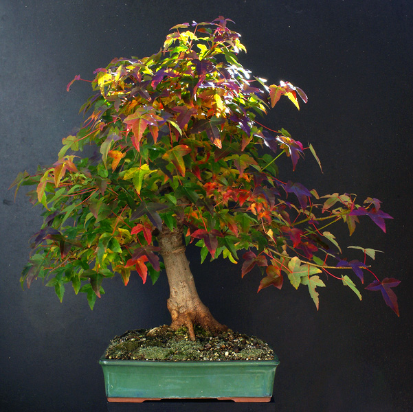 Show the Autumncolour from your bonsai Buergerstzg