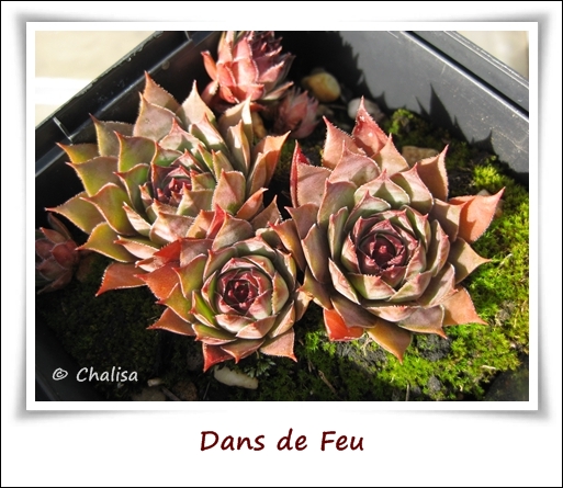 Chalisa's Semps-Collection Dans_du_feu_018_09-120ay8q