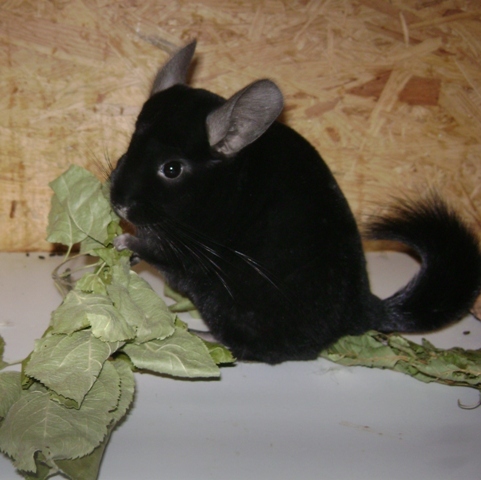 Was gibt es heute bei euren Chinchillas zu futtern - Seite 7 Dsc0034726qty