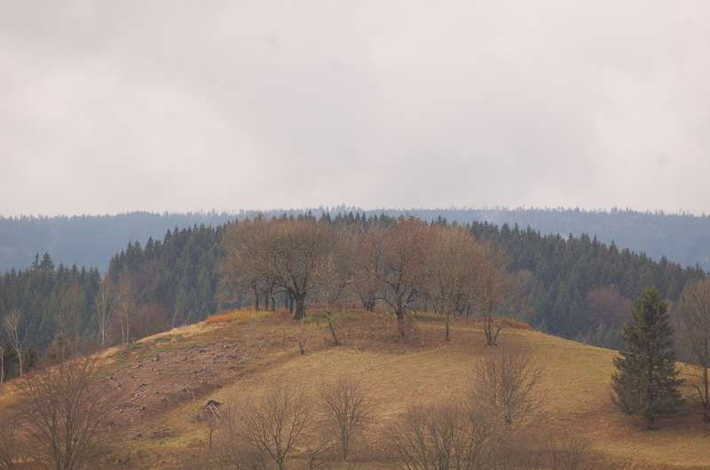 Tagesbilder 11.11.2012 Dsc_760814z40