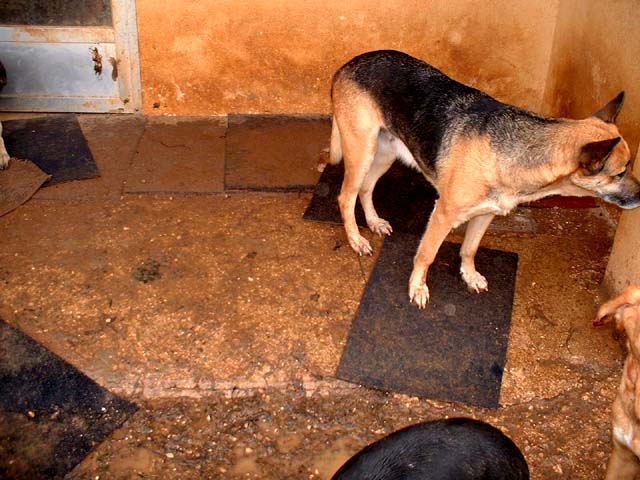AAF in Benifaio 156 Hunde haben Hunger und zustzlich nasse Pfoten! Dscf0820pds2