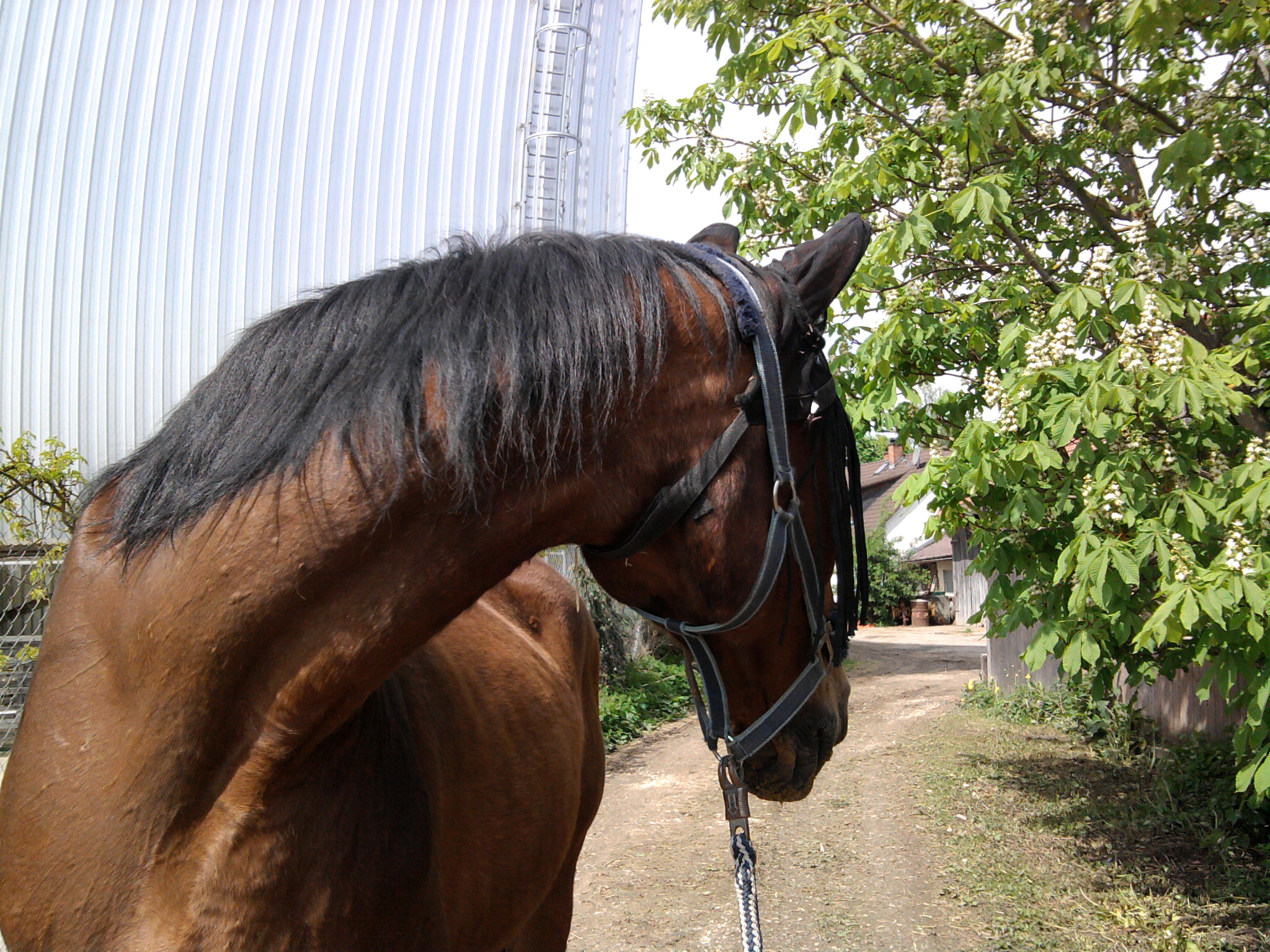 Meine Reitbeteiligung Aki Foto0635zaoz