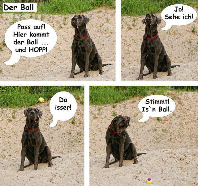 Für unsere Hundefreunde Hund-hierkommtderball43xvs