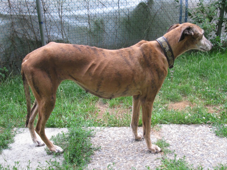 28 Galgos in Jerez in der Perrera Gesser - Seite 3 Hundejuliaundfrisbee00fwgk