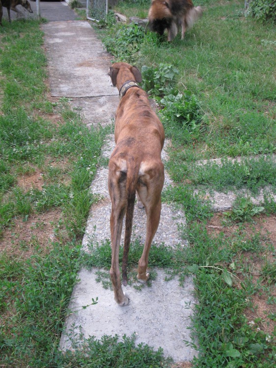 28 Galgos in Jerez in der Perrera Gesser - Seite 3 Hundejuliaundfrisbee00mwby