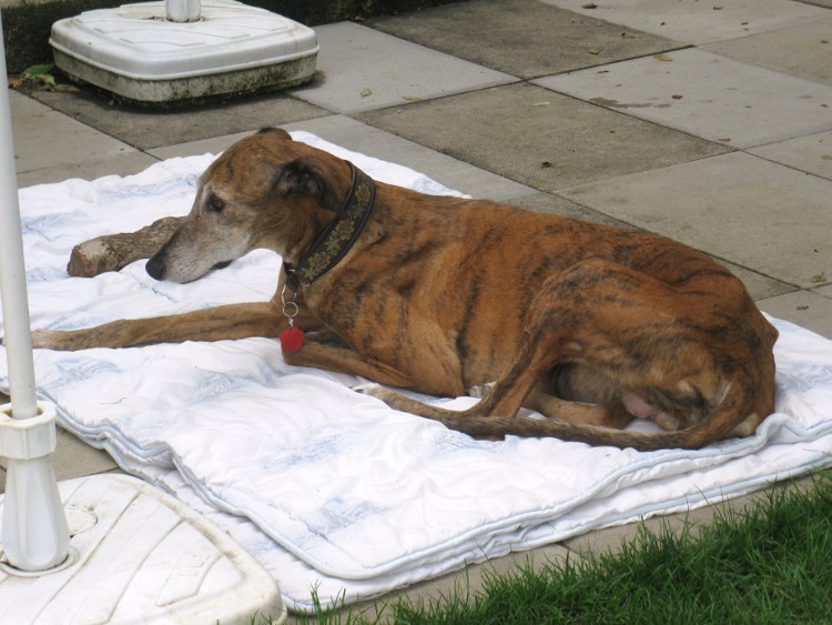 28 Galgos in Jerez in der Perrera Gesser - Seite 3 Hundejuliaundfrisbee025vnx