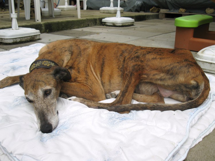 28 Galgos in Jerez in der Perrera Gesser - Seite 3 Hundejuliaundfrisbee03lkcw