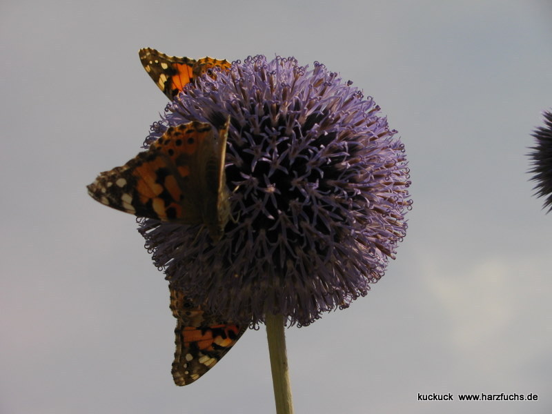 und noch Schmetterlinge.... Img_0895-1n063