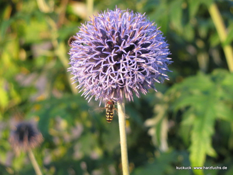 Urlaubs-Sommer-Abend in St. Andreasberg Img_1050-1hen3