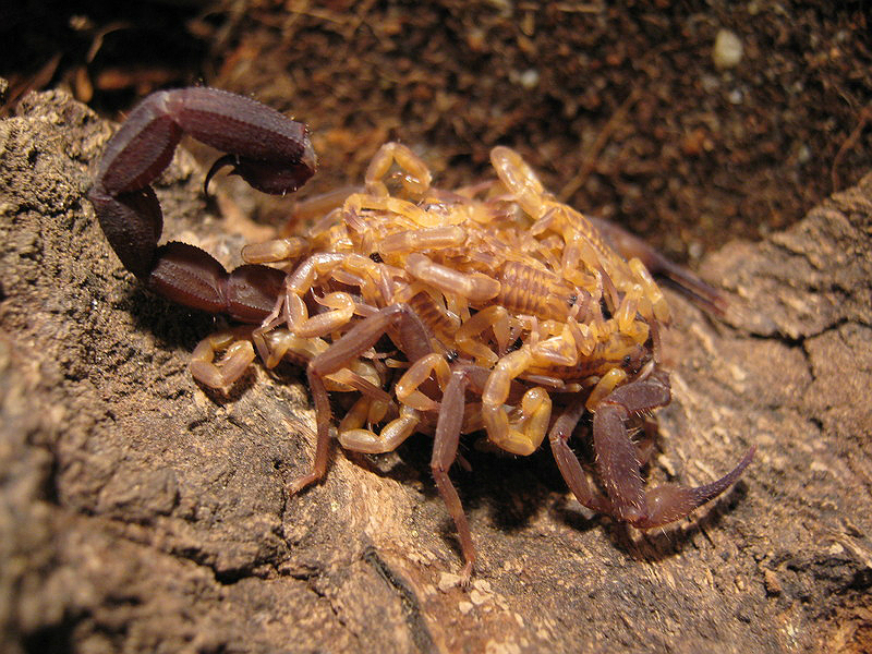 Johnny's scorpion breeding Img_2230dou70