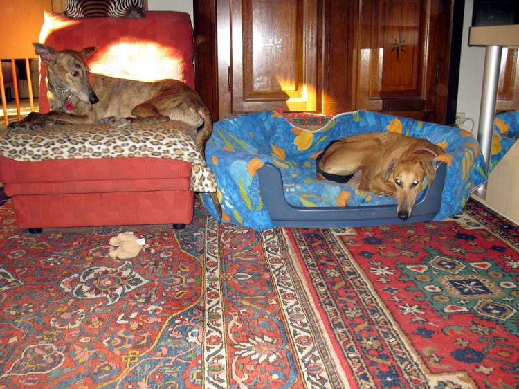 Galga Kimara (Pruna) aus San Anton sucht - happy-land.ch - Seite 2 Img_2418mynh