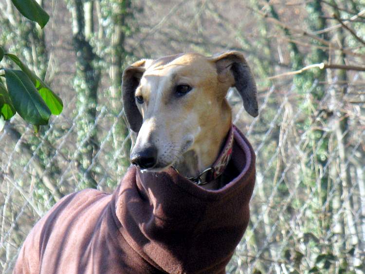 Galga Kimara (Pruna) aus San Anton sucht - happy-land.ch - Seite 3 Img_2463oycg