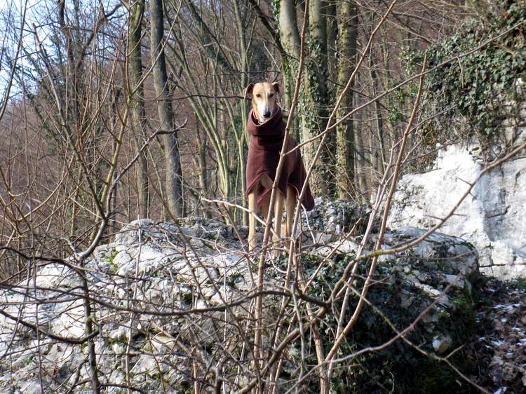 Galga Kimara (Pruna) aus San Anton sucht - happy-land.ch - Seite 3 Img_2505syhv