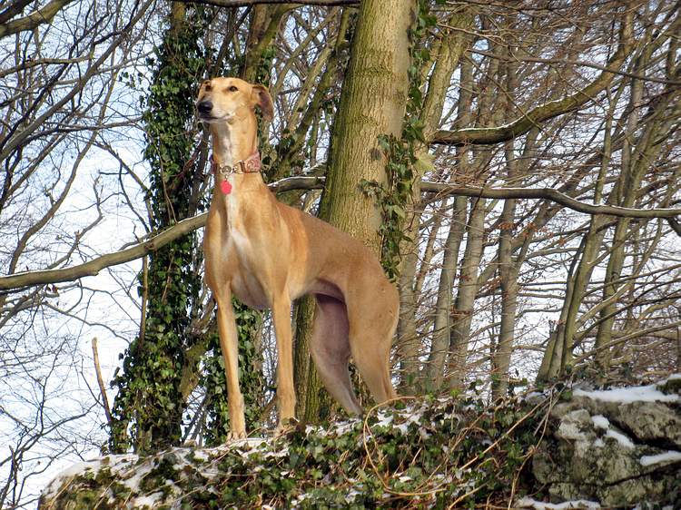 Galga Kimara (Pruna) aus San Anton sucht - happy-land.ch - Seite 3 Img_2547afgh