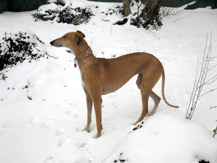 Galga Kimara (Pruna) aus San Anton sucht - happy-land.ch - Seite 4 Img_2568iq7y