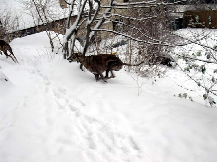 Galga Kimara (Pruna) aus San Anton sucht - happy-land.ch - Seite 4 Img_259149hp