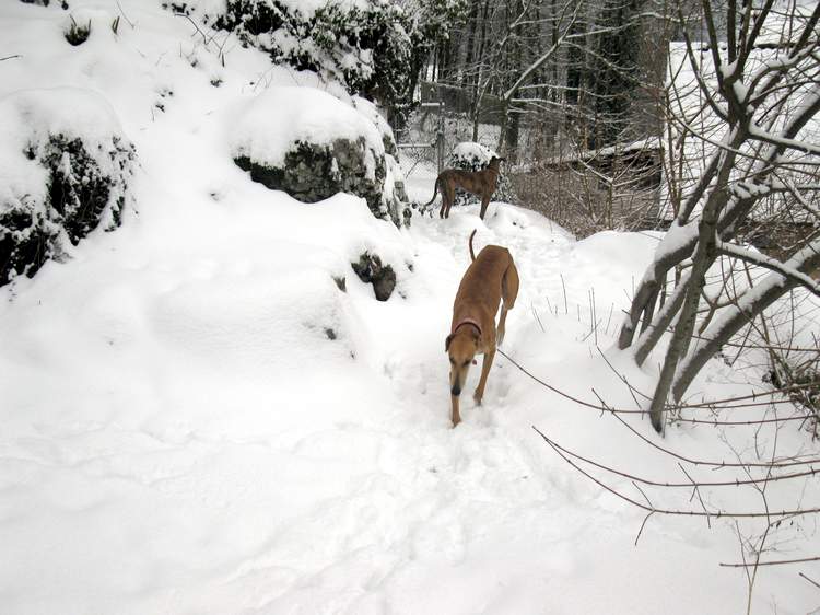 Galga Kimara (Pruna) aus San Anton sucht - happy-land.ch - Seite 4 Img_25934xnu