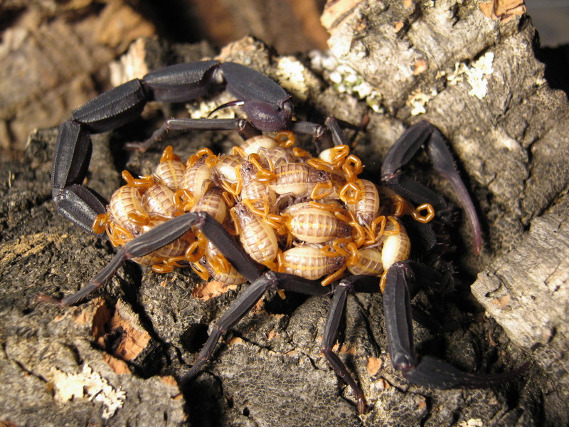 Johnny's scorpion breeding Img_2728r2d3l