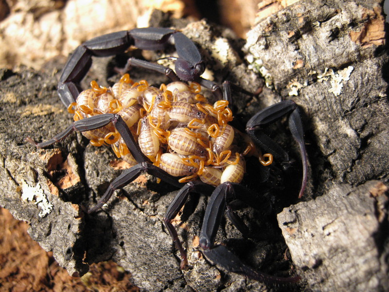 Johnny's scorpion breeding Img_273370frj